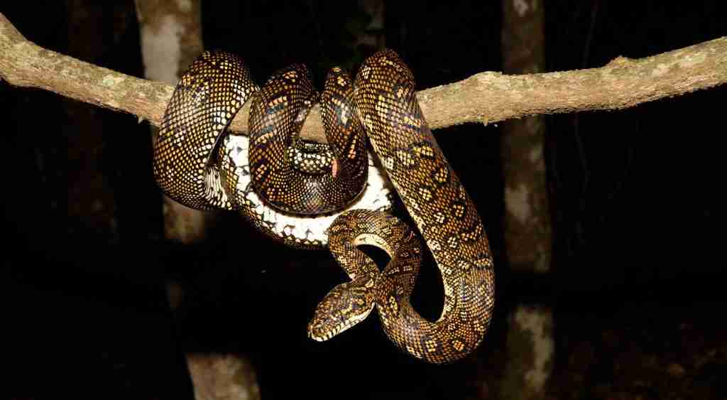 Large Diamond Python coiled around a branch during a genuine Roseville call-out