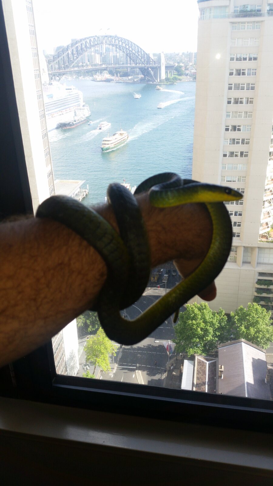 Tree snake · Sydney CBD